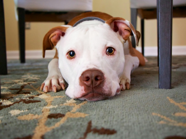 chien allongé sous une table dans une maison