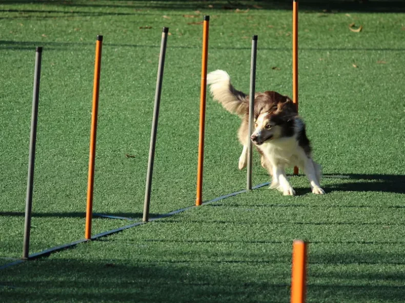 Chien effectuant un parcours d'agilité en slalom sur une pelouse, montrant sa vitesse et son agilité