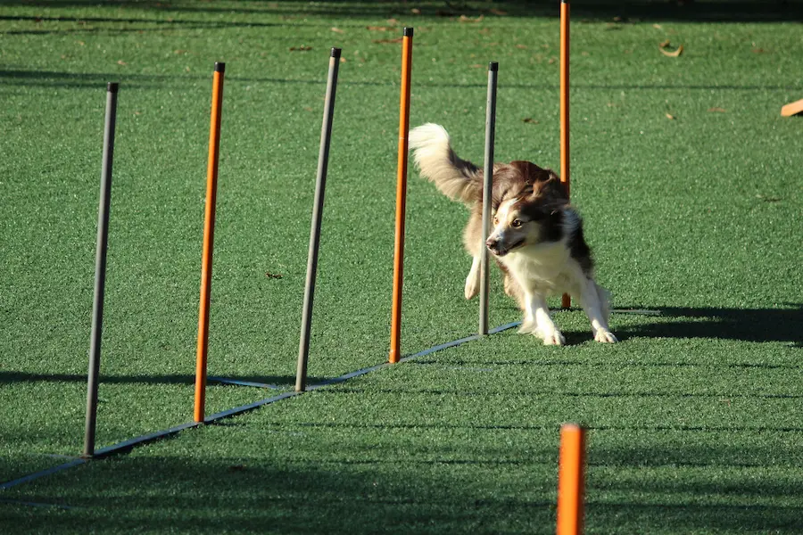 Chien effectuant un parcours d'agilité en slalom sur une pelouse, montrant sa vitesse et son agilité