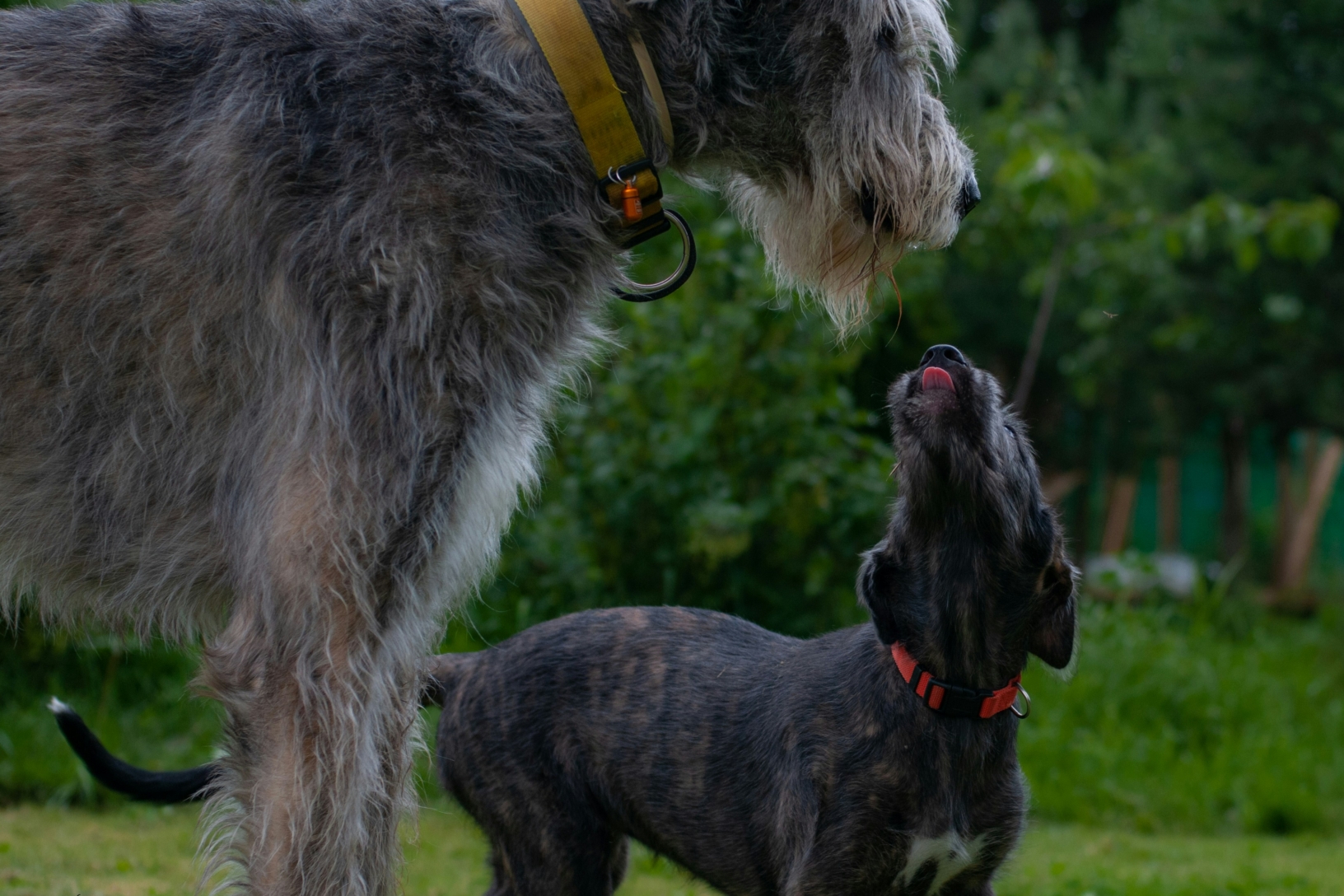 un grand chien qui regarde un plus petit chien à l'extérieur