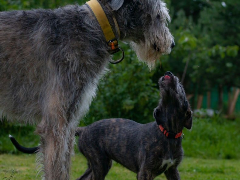 un grand chien qui regarde un plus petit chien à l'extérieur