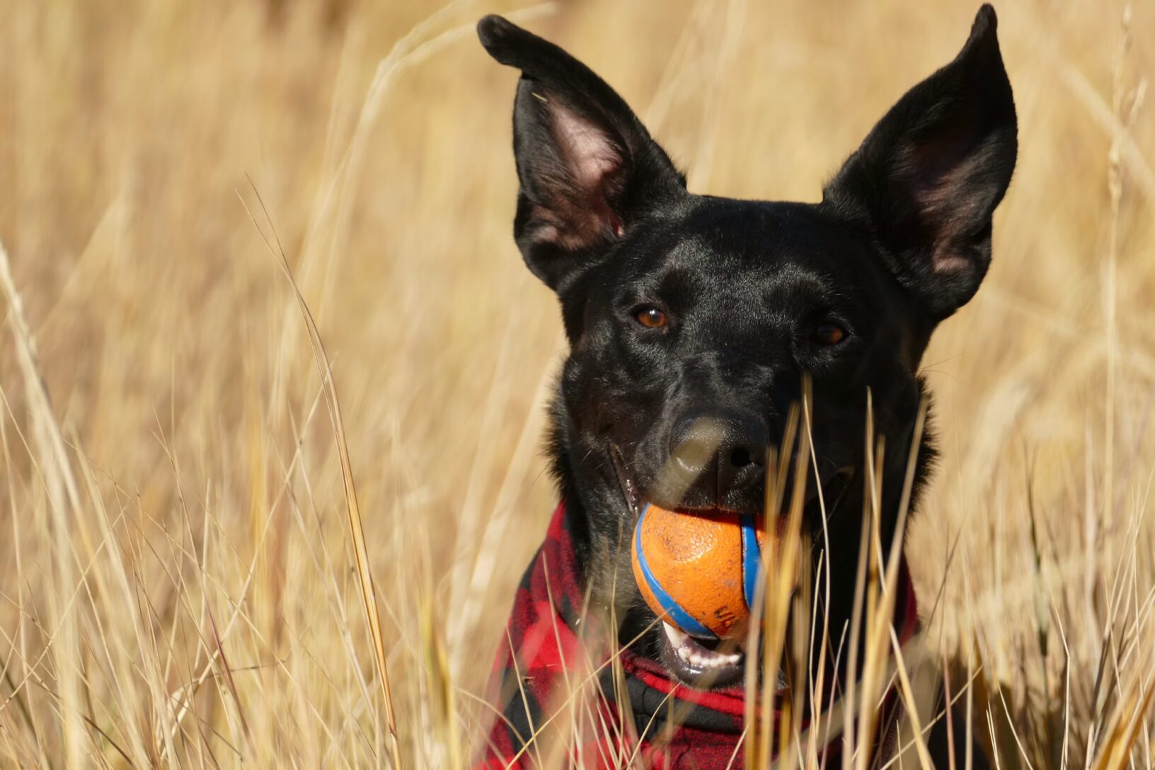 Chien tenant une balle dans un champ d'épillets