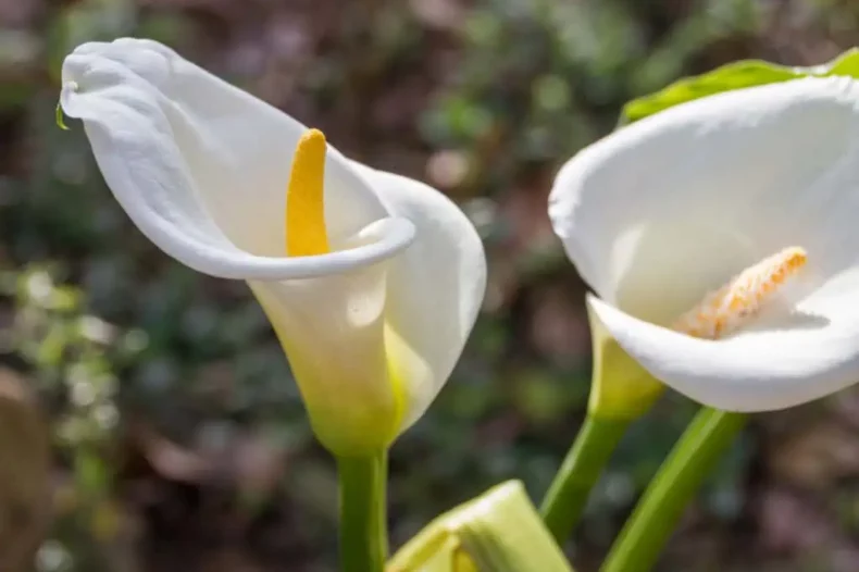 Fleur de calla blanche en pleine floraison avec des pétales élégants et une tige verte au soleil