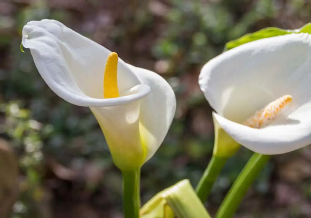 Fleur de calla blanche en pleine floraison avec des pétales élégants et une tige verte au soleil