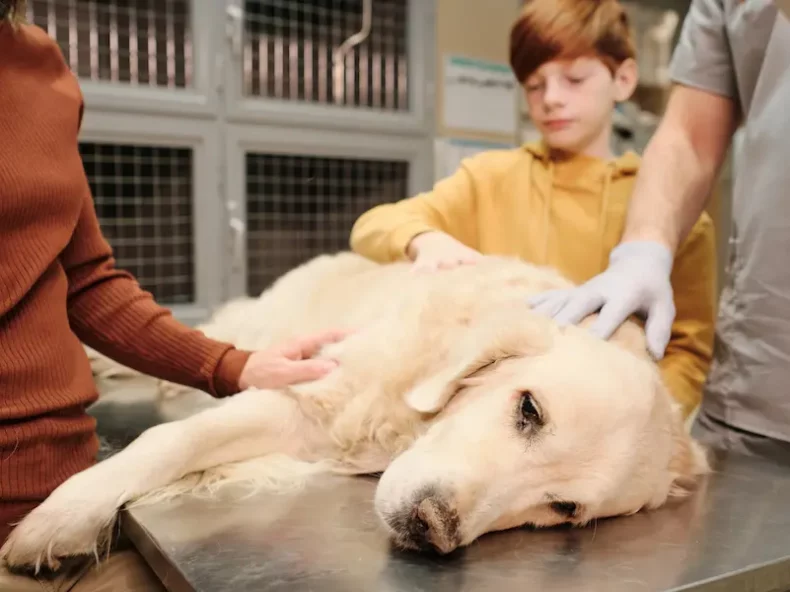 Un chien soupçonné d'avoir une tumeur se fait ausculter par le vétérinaire