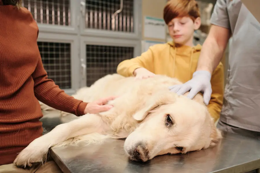 Un chien soupçonné d'avoir une tumeur se fait ausculter par le vétérinaire