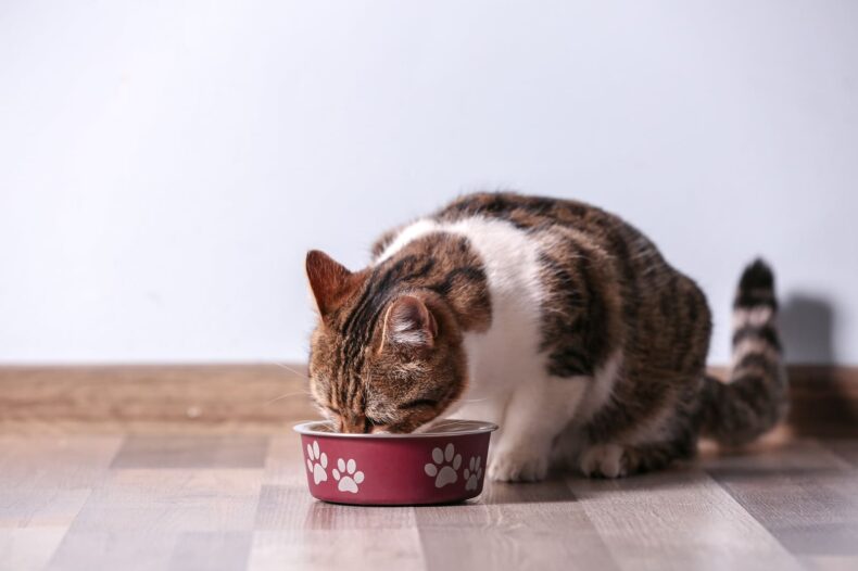 Chat qui mange dans sa gamelle surélevée