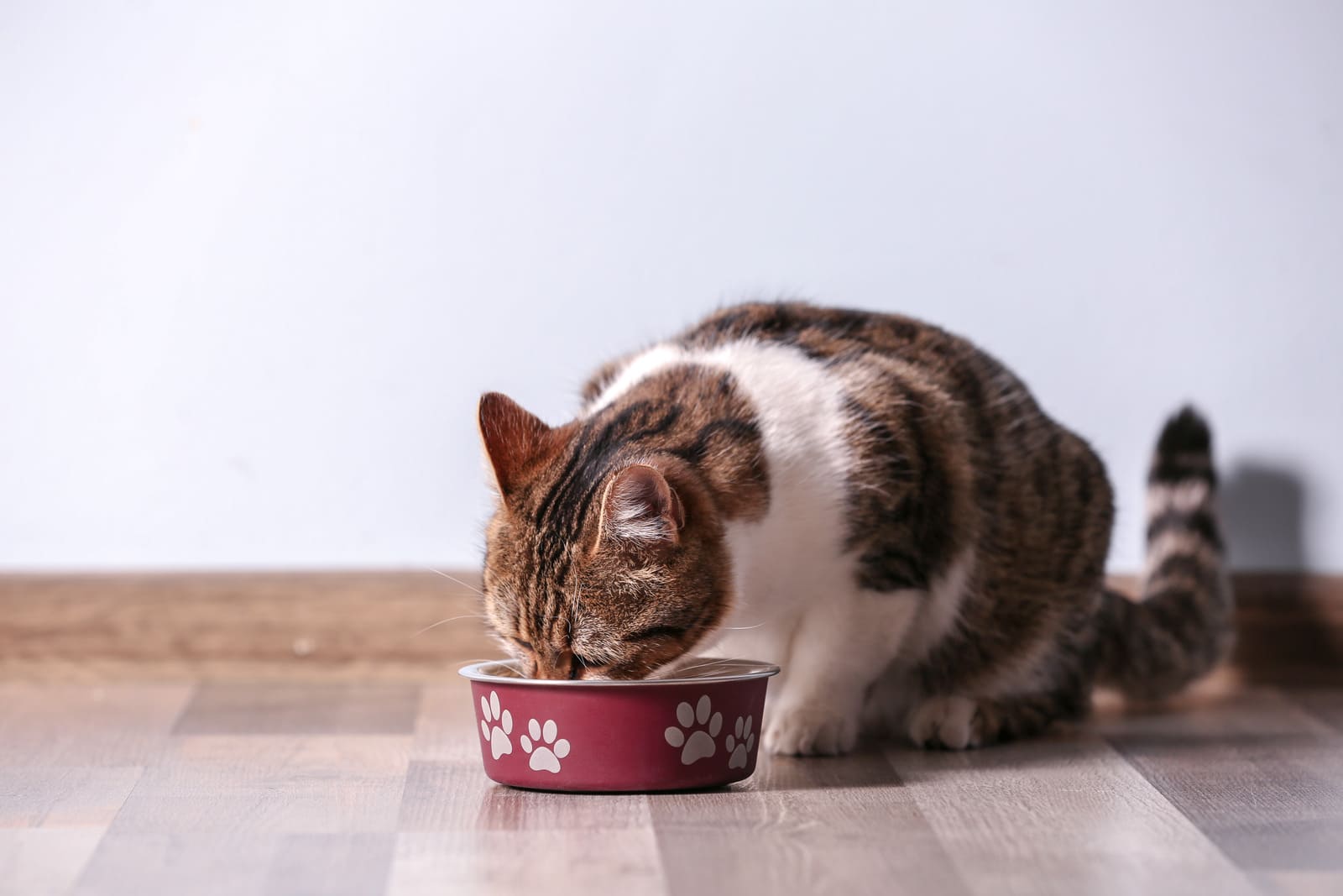Chat qui mange dans sa gamelle surélevée