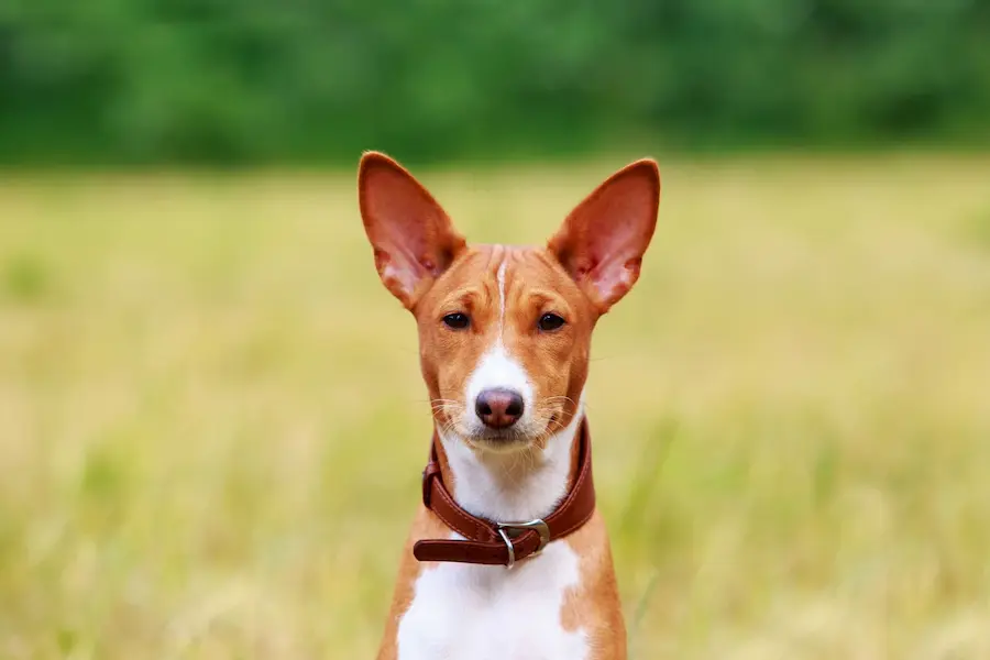 Chien Basenji marron et blanc avec un collier en cuir, debout dans un champ verdoyant et flou en arrière-plan