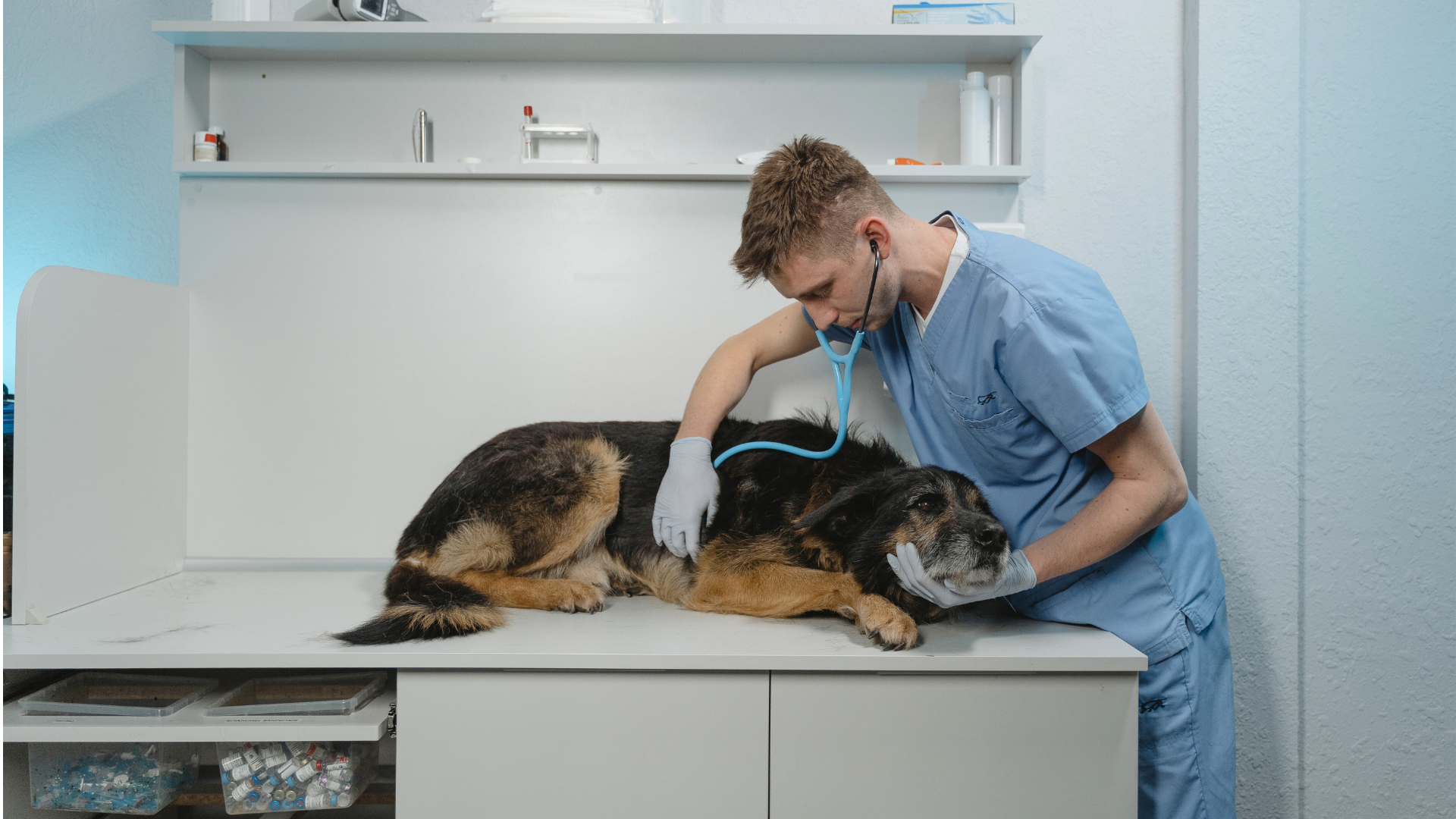 Chien chez le véto