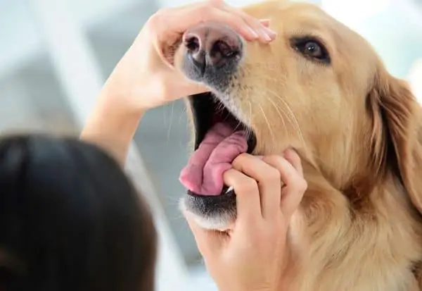 Une personne qui inspecte les dents d'un chien