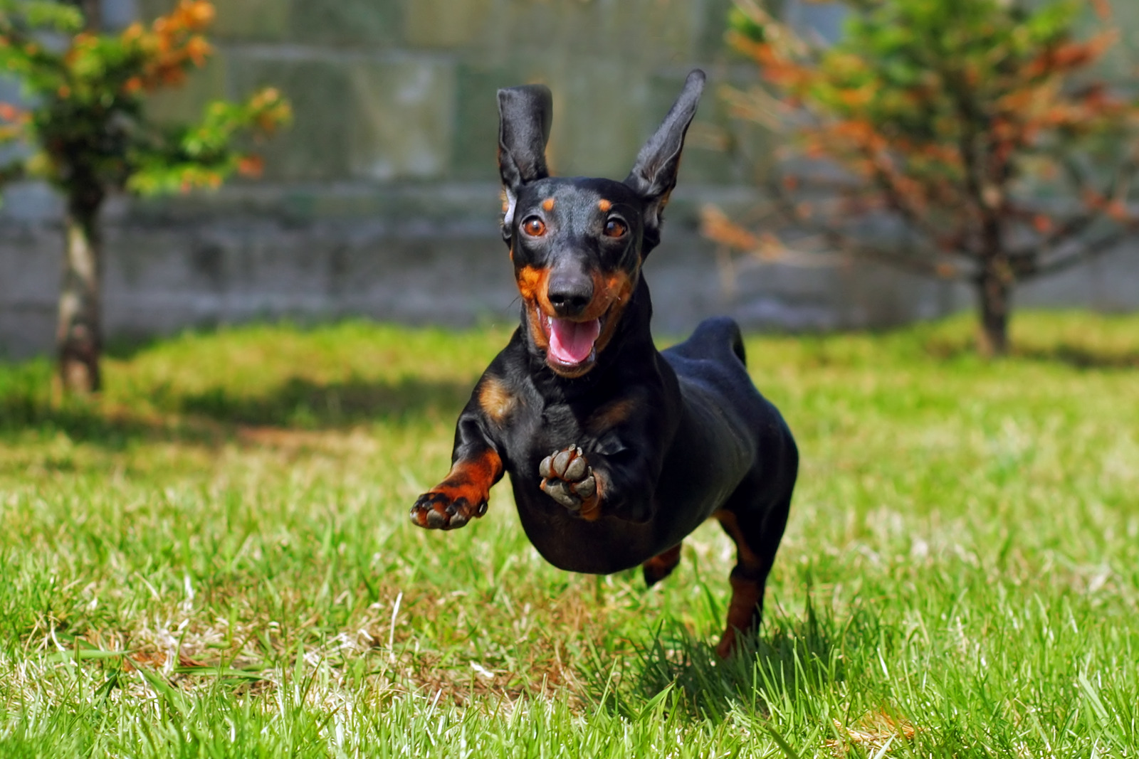 Chien teckel qui court dans l'herbe