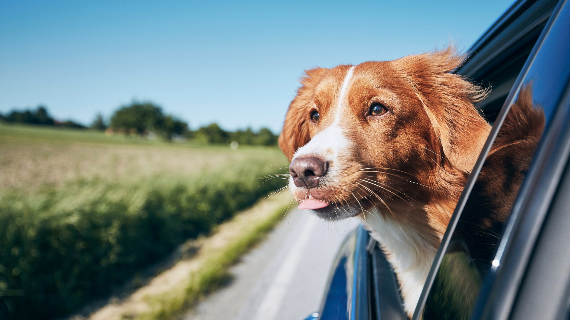 Chien avec la tête dehors par la fenêtre d'une voiture