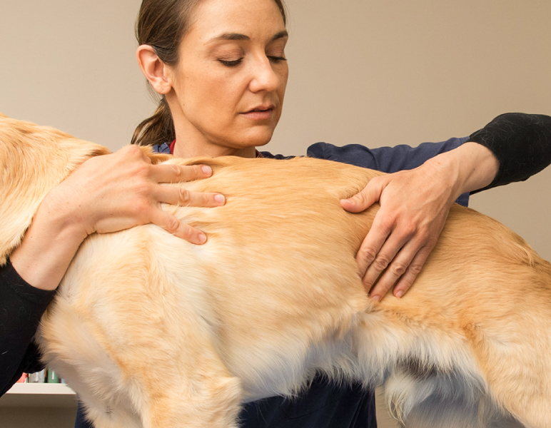 vrouw voelt aan ribben van hond