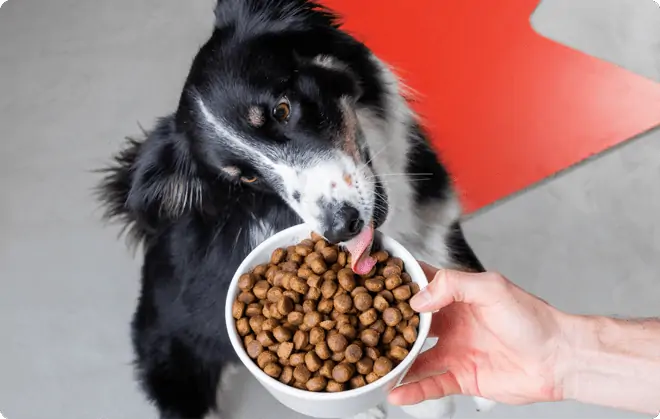 border collie eet van de beste hondenvoeding
