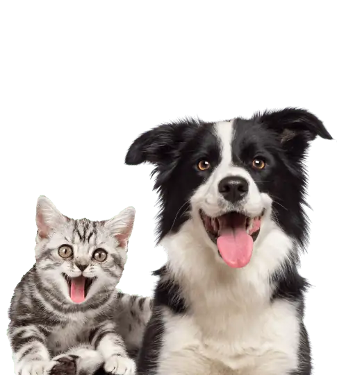 lachende kat en hond met witte achtergrond