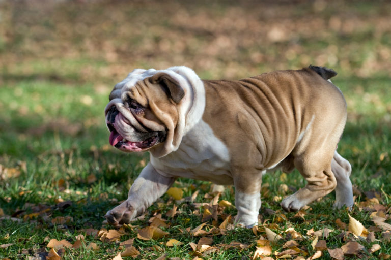 Rustige Engelse bulldog hond loopt door gras op herfstblaadjes met tong uit zijn mond
