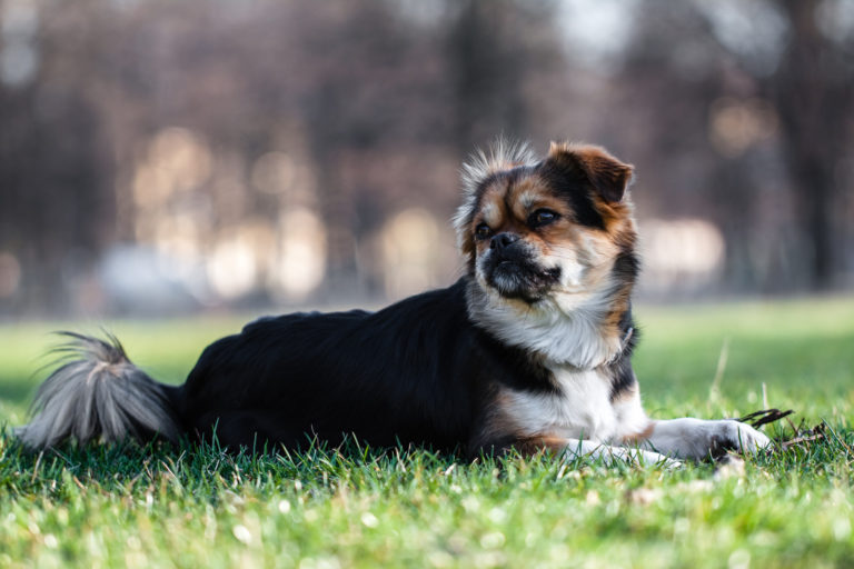 Rustige hond Tibetaanse spaniël ligt op gras met bomen zonder blaadjes op achtergrond