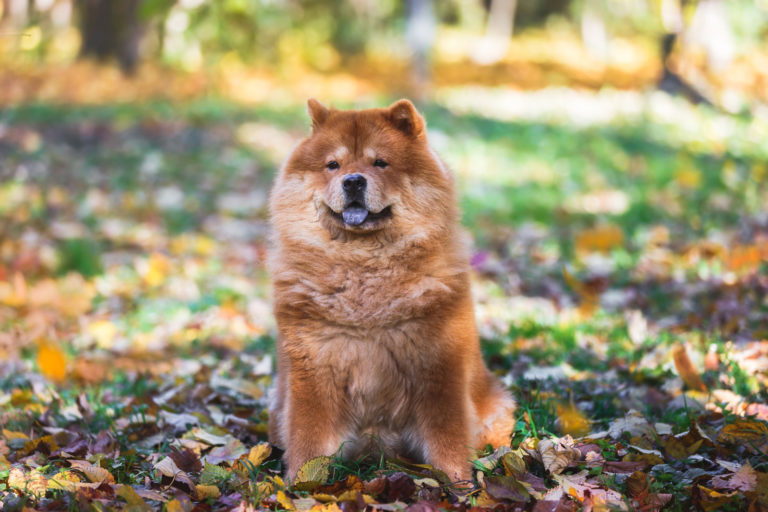 Bruine chow chow hond zit op de grond in bos met herfstblaadjes