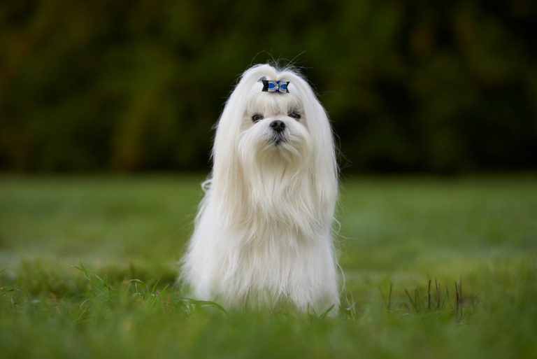Witte maltezer hond zit op gras