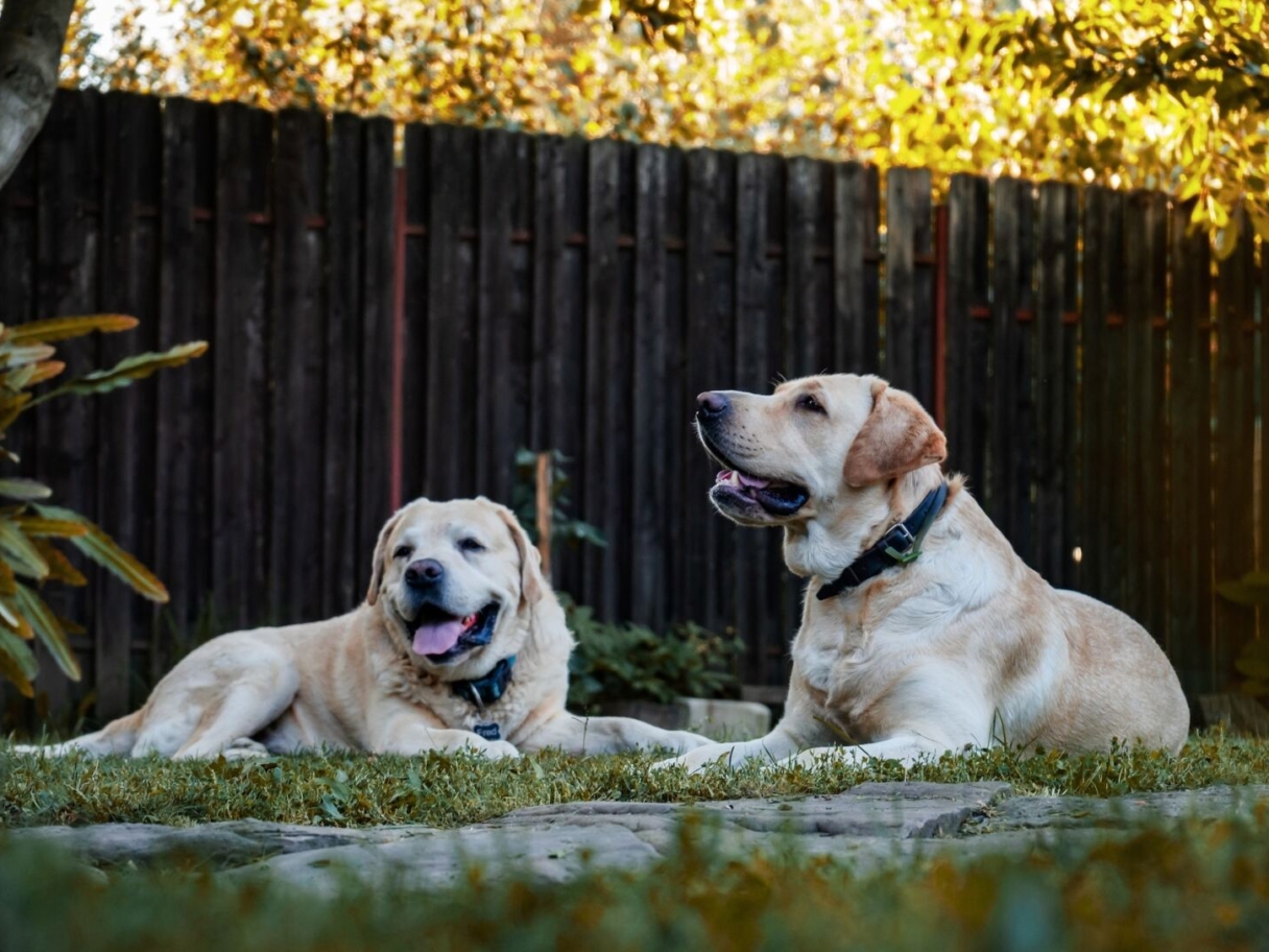 Twee labrador retrievers die naast elkaar liggen.