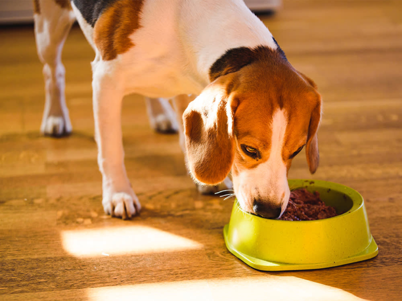 Beagle eet zijn voer dat veel vitamines bevat uit een groen bakje
