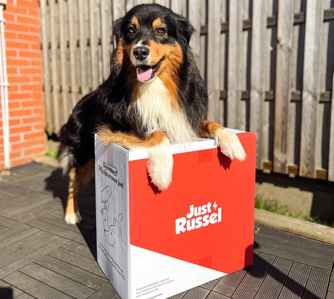 Hond die op zijn doos van Just Russel leunt
