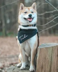 bekende hond the shibatoshi