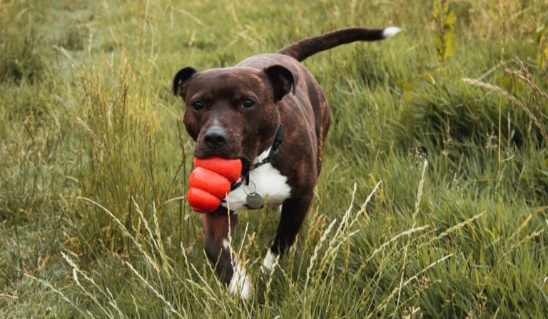 Kindvriendelijke hond bruine Amerikaanse staffort loopt door gras met oranje kong in zijn mond