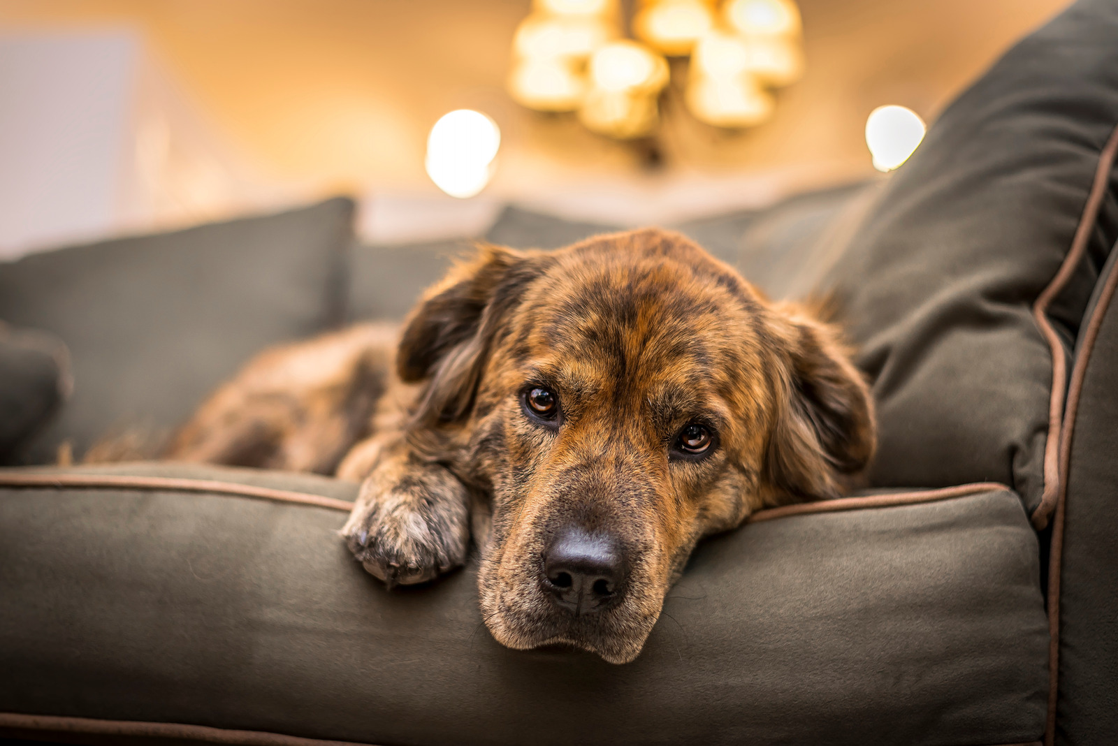 Bruine hond ligt op zetel en lijdt onder de symptomen van artrose bij honden