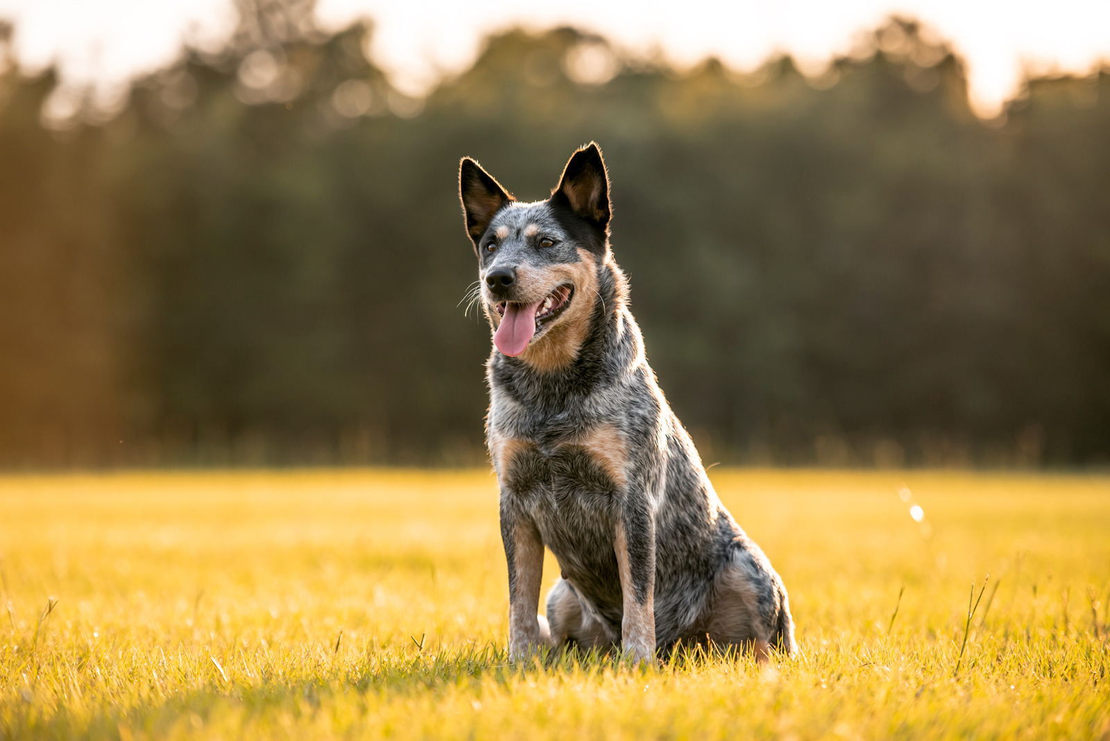 Grijze Australian cattle dog zit slim in een grasveld met tong uit zijn mond