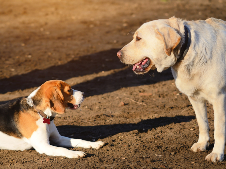 Dierenarts voert huidonderzoek uit bij witte hond met mastceltumor|Beagle en labrador in het park kijken naar elkaar