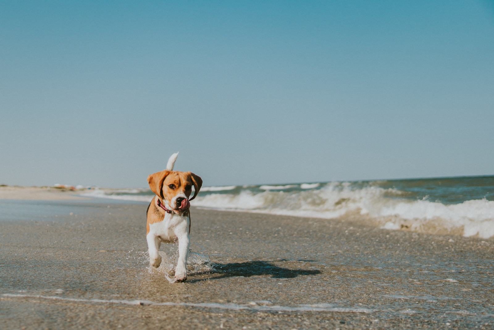 Beagle op hondenstrand met blauwe lucht loopt naar camera