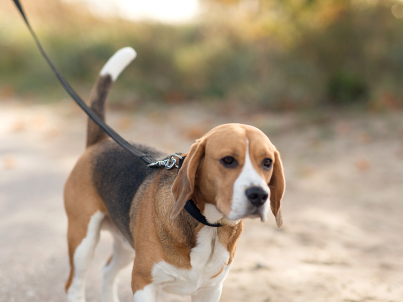 Oudere hond beagle op wandel om dementie tegen te gaan