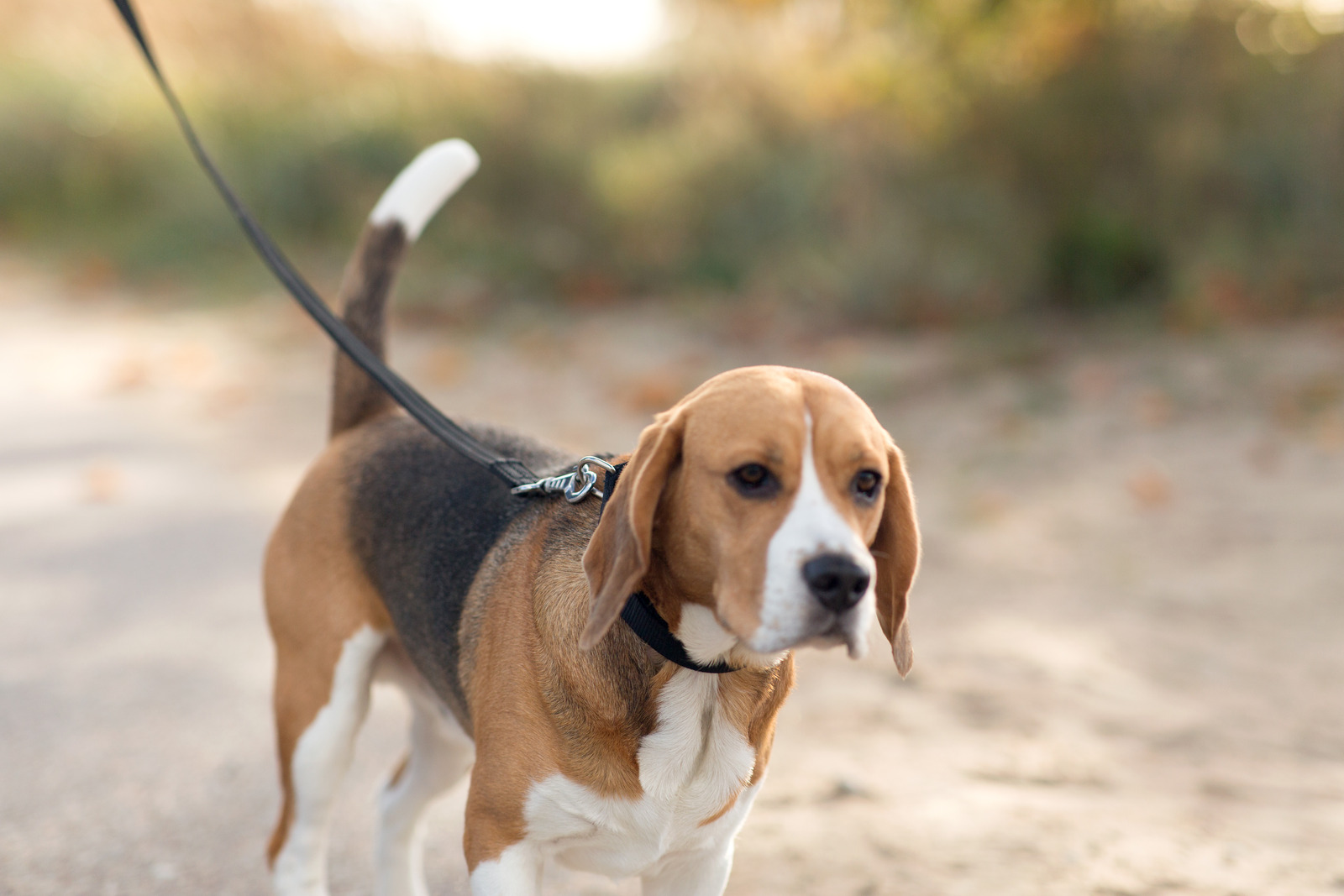 Oudere hond beagle op wandel om dementie tegen te gaan