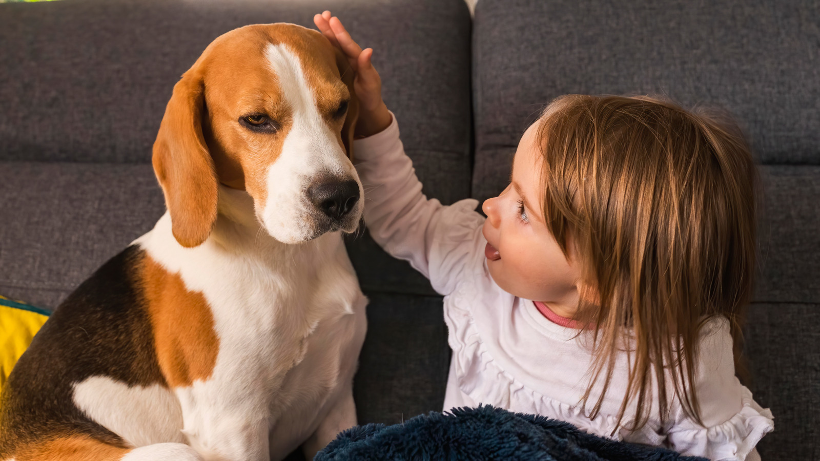 Bruine beagle hond zit met klein meisje kind met bruin haar op de zetel, kind aait hem op zijn kop