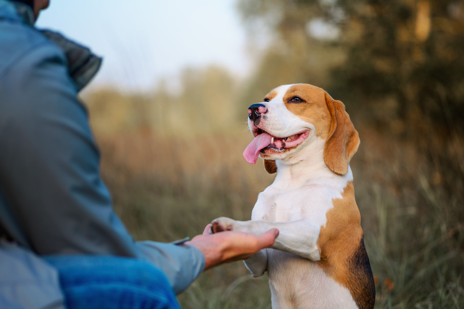 Blije beagle staat op achterpoten en geeft pootje aan baasje zonder pijn van vetbult