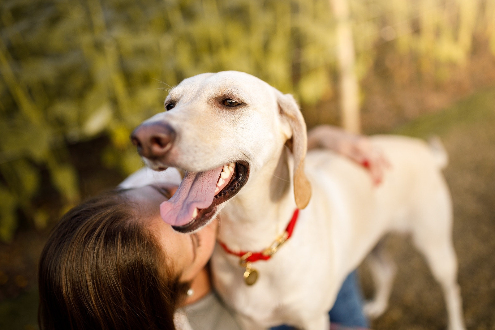 blije blonde hond opent mond en knuffelt baasje