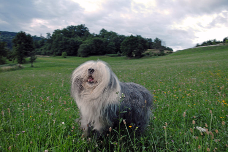 Grijze Europese hond met lange haren bobtail staat in een grasveld op een heuvel