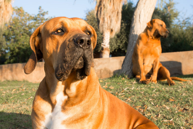 Twee boerboel honden zitten in de zon en leunen tegen boom als grootste hondenrassen