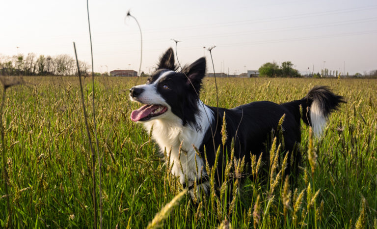 Flinke bordercollie hond loopt door hoog gras in een veld