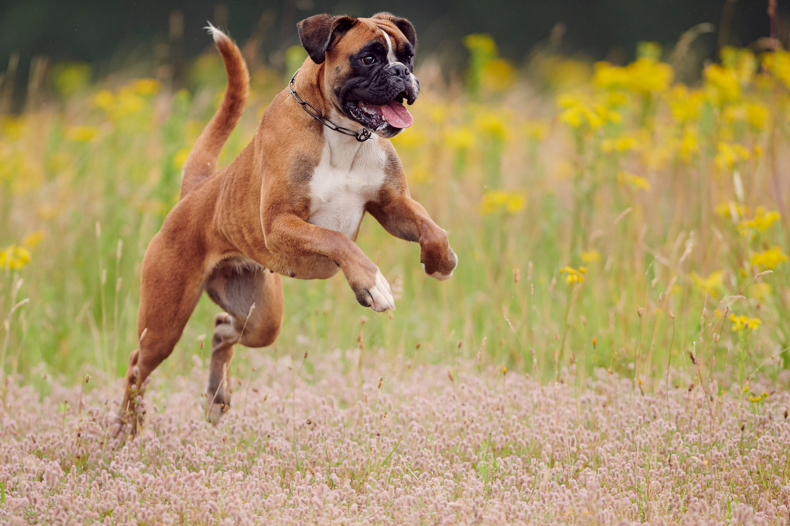 Speels hondenras bruine boxer loopt door bloemenveld en springt in de lucht
