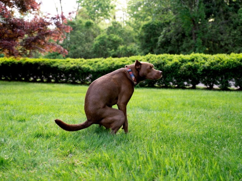 Een labrador laat oranje ontlasting achter in het gras