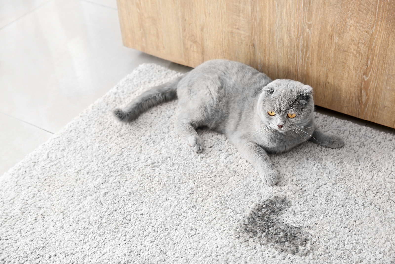 Grijze Britse korthaar kat ligt op tapijt naast plasje, heeft in huis geplast