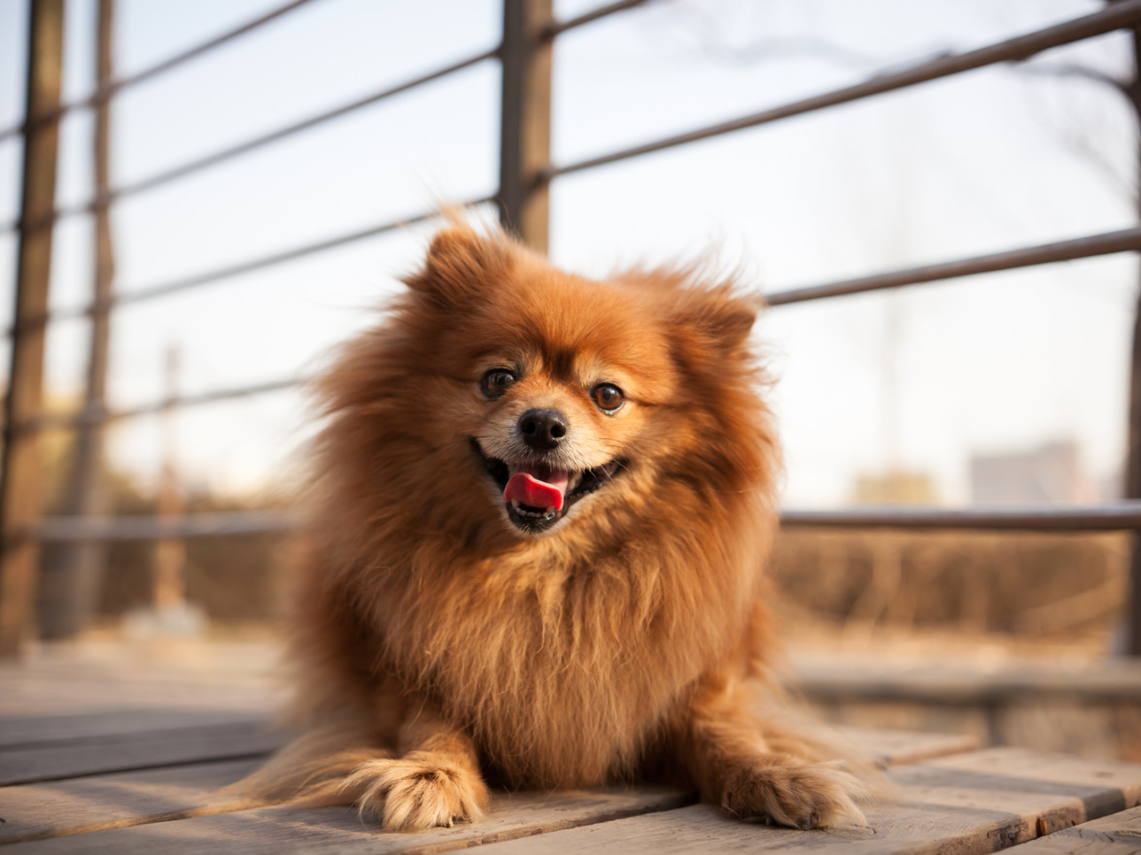 kleine bruine pomeriaan hond ligt op houten wandelbrug