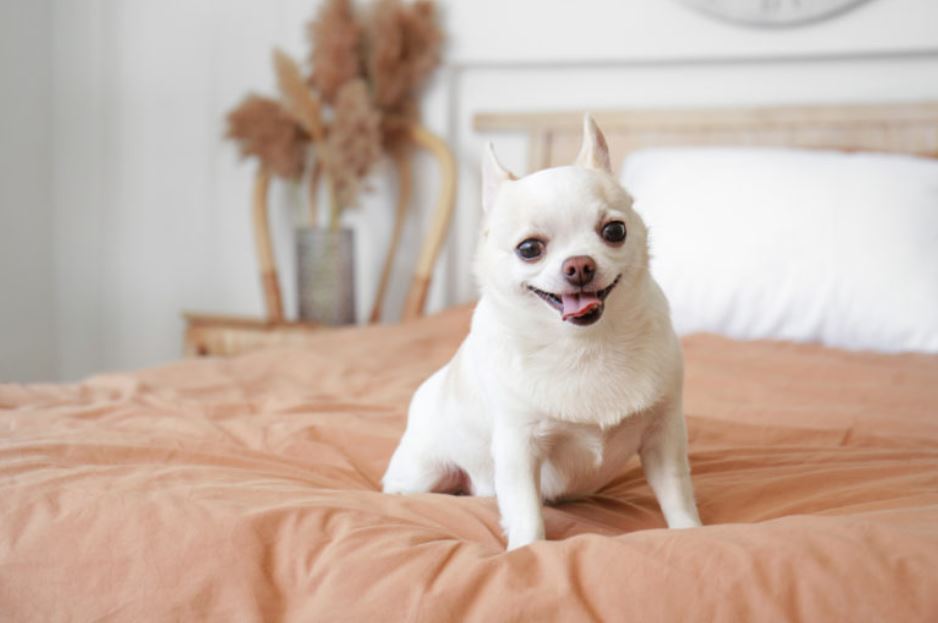 Kleine witte chihuahua hond zit op bed en lacht