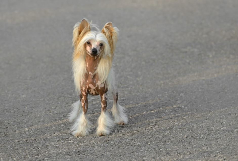 Kleinste hondenras zonder vachtverlies Chinese naakthond
