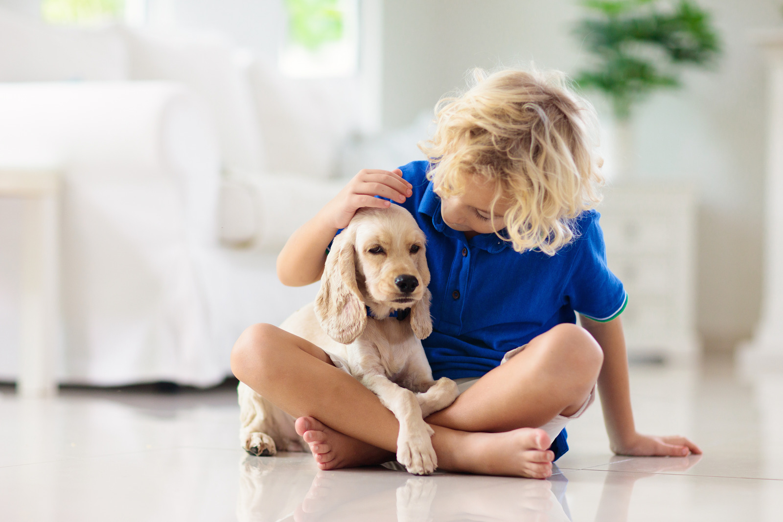 Creme kleur Engelse cockerspaniël hond zit op schoot van blond jongetje met blauwe polo op de grond