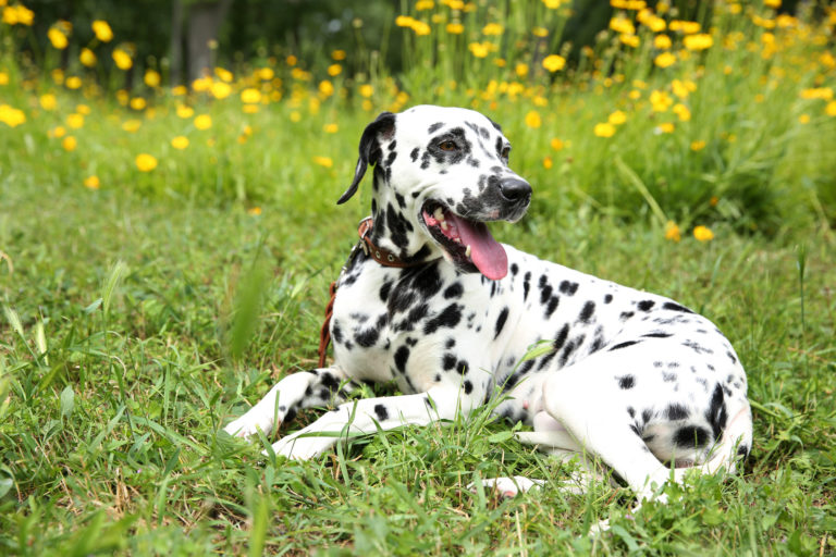 Mooie europese hond dalmatiër ligt in geel bloemenveld