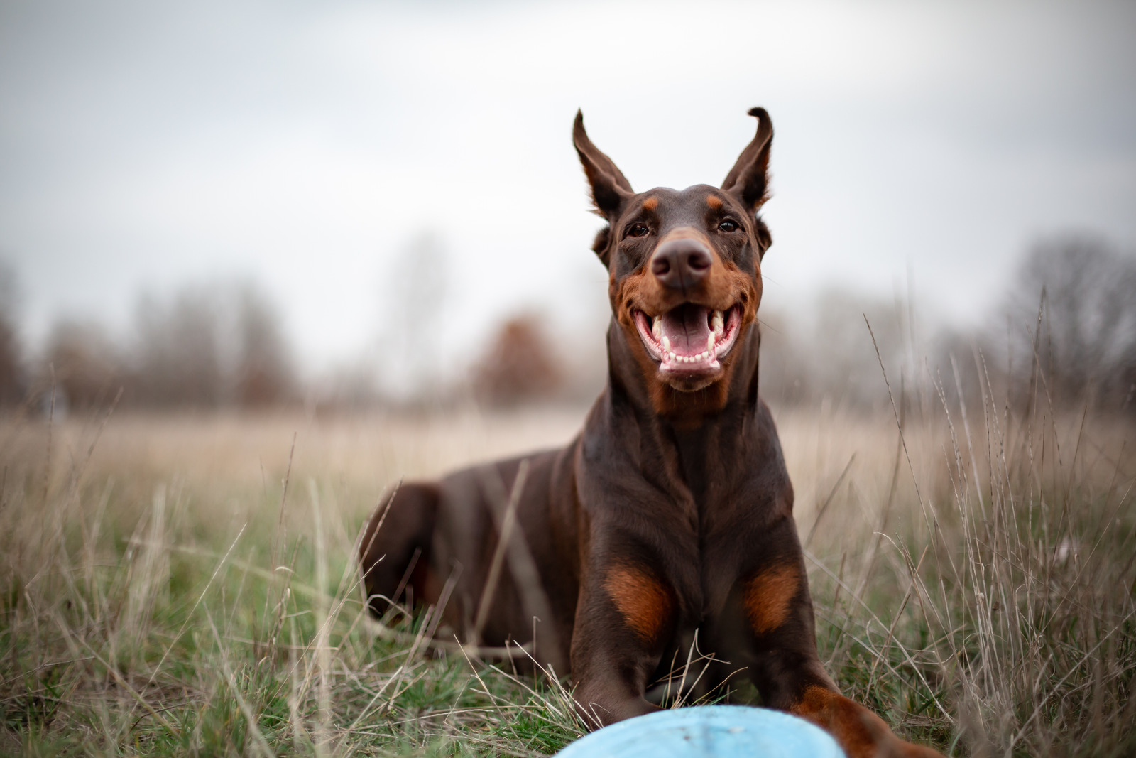 Slimme dobermann hond ligt op gras met mond open